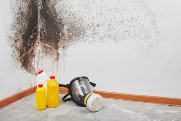 Best Mold Remediation  in Point Mackenzie, AK