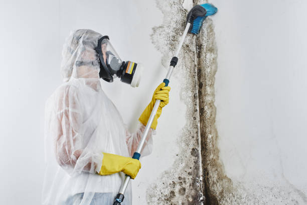 Best Home Mold Removal  in Point Mackenzie, AK