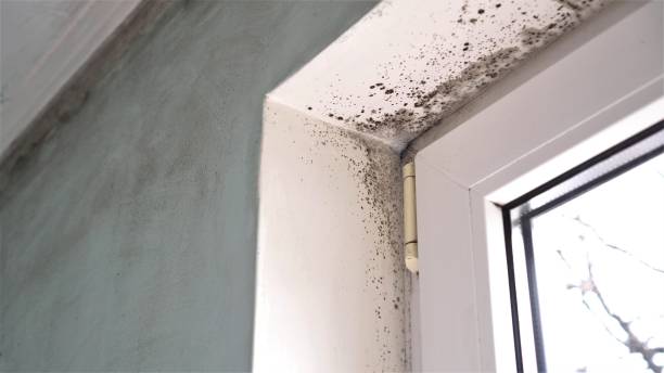 Professional Mold Removal in Point Mackenzie, AK