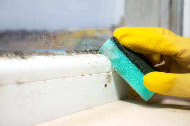 Best Mold Removal Company Near Me  in Point Mackenzie, AK