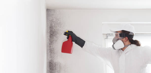 Best Commercial Mold Removal  in Point Mackenzie, AK